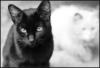 Схема вышивки «Кошки черная и белая»