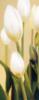 Схема вышивки «Белые Тюльпаны»