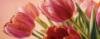 Схема вышивки «Композиция из красных тюльпанов»