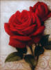 Схема вышивки «Красные розы с права»