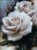 Белые розы: оригинал