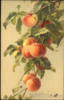 Схема вышивки «Peaches»