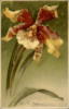 Large Single Watercolored Iris: оригинал