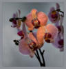 Схема вышивки «Подушка "Орхидеи"»