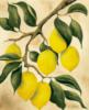 Схема вышивки «Bunch of Fruits - Lemons»