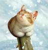 Схема вышивки &laquo;Кот в снегу&raquo;