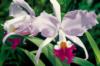 Волшебные орхидеи: оригинал