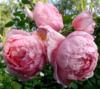 Подушка розовые розы: оригинал
