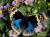 Голубая бабочка на цветах: оригинал