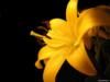 Желтый цветок: оригинал