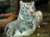 Белые тигры: оригинал