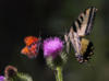 Бабочки на цветке: оригинал