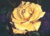 Схема вышивки «роза "Sunshine"»