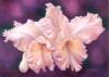 Схема вышивки «орхидея"Вместе навсегда"»