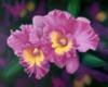 орхидея"Южная Красавицы море": оригинал