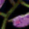 Фиолетовая орхидея: предпросмотр