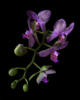 Фиолетовая орхидея: оригинал