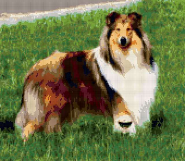 Шотландская колли лесси». Колли длинношёрстный. Породы собак колли хвост. Колли жесткошерстная. Колли порода собак колли.