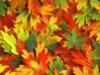 Схема вышивки «Осенняя листва»