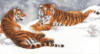 Схема вышивки «Амурские тигры»