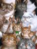 Схема вышивки «Коты,кошки,котята....ой»