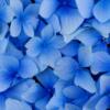 Blue Flowers: оригинал