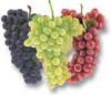 Схема вышивки «Виноградные гроздья»