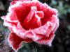 Замороженная роза: оригинал