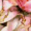 Лилии розовые: предпросмотр