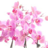 Pink Orchids on White: оригинал