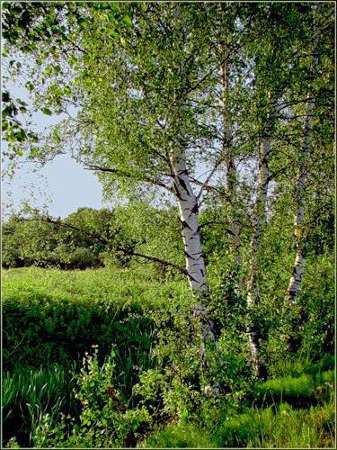 красная береза фото. пейзажист левитан березовая роща. березка автор. березка автор. березка автор.