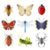 Схема вышивки «Коллекция насекомых»
