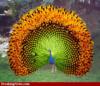 Схема вышивки «Sunflower peacock»