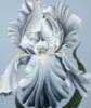 Close Up Iris - Blue: оригинал
