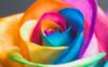 Схема вышивки «Разноцветная роза»