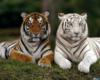 Схема вышивки &laquo;Тигры&raquo;