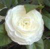 Комнатная роза белая: оригинал