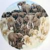 African Composition - Elephants: оригинал