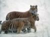 Схема вышивки «Тигры в снегу»