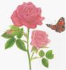Схема вышивки «Роза и бабочка»