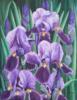 Схема вышивки «Purple Irises»