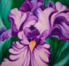 Purple Iris: оригинал