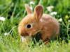 Кролик в траве: оригинал
