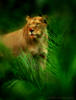 Схема вышивки «Лев в джунглях»