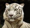 Схема вышивки «Тигр белый дрема»