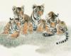 Схема вышивки «Восточные тигрята»