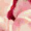 Rose Close Up: предпросмотр