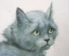 Схема вышивки «Портрет печального кота»