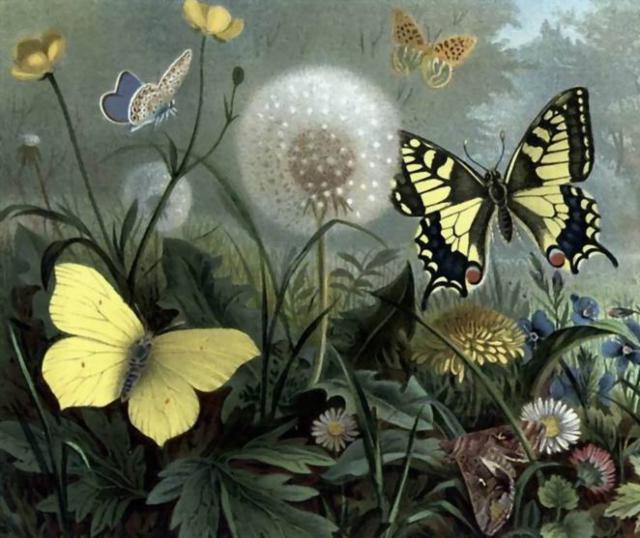 Бабочки и одуванчик, пейзаж, природа, лето, луг, цветы, полевые, бабочка, картина, живопись