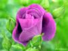 Схема вышивки «Фиолетовая роза»
